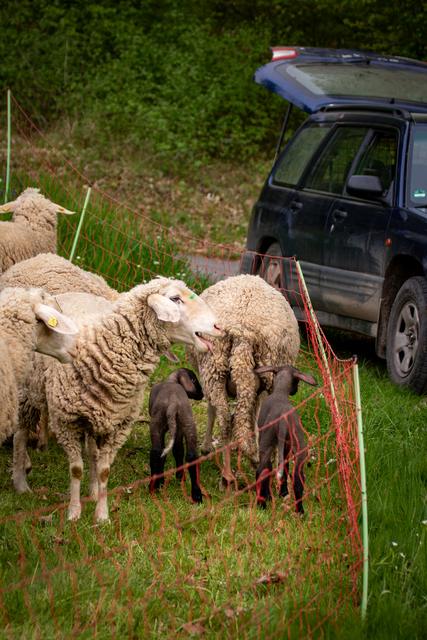 Schafe und Lämmer am Weidezaun neben dem Wagen des Schäfers