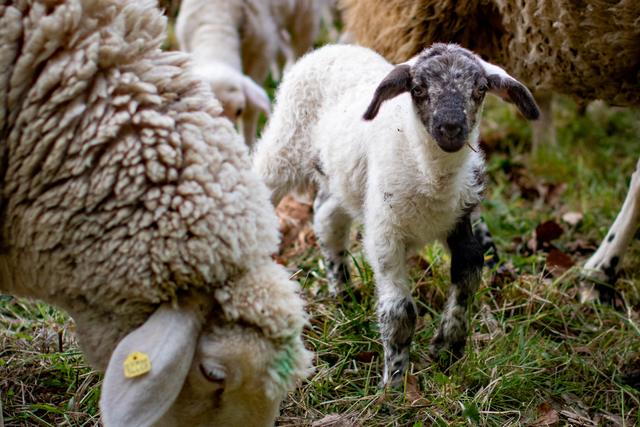 Mutterschaf und Lamm beim Grasen auf der Weide