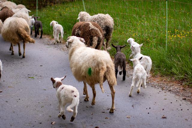 Lämmer folgen der Herde auf einem Feldweg