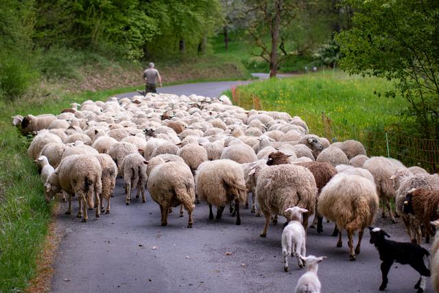 Der Schäfer führt seine Herde über einen Weg bei Tübingen