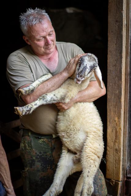 Der Schäfer trägt ein neugeborenes Lamm im Stall