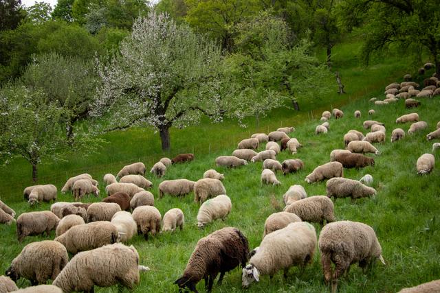 Schafherde auf einer Streuobstwiese bei Tübingen