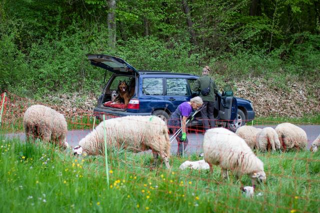 Reportage – Die Schäferei