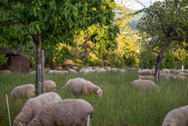 Schafe grasen am Abend auf der Weide