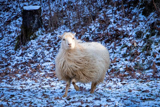 sheep in snow