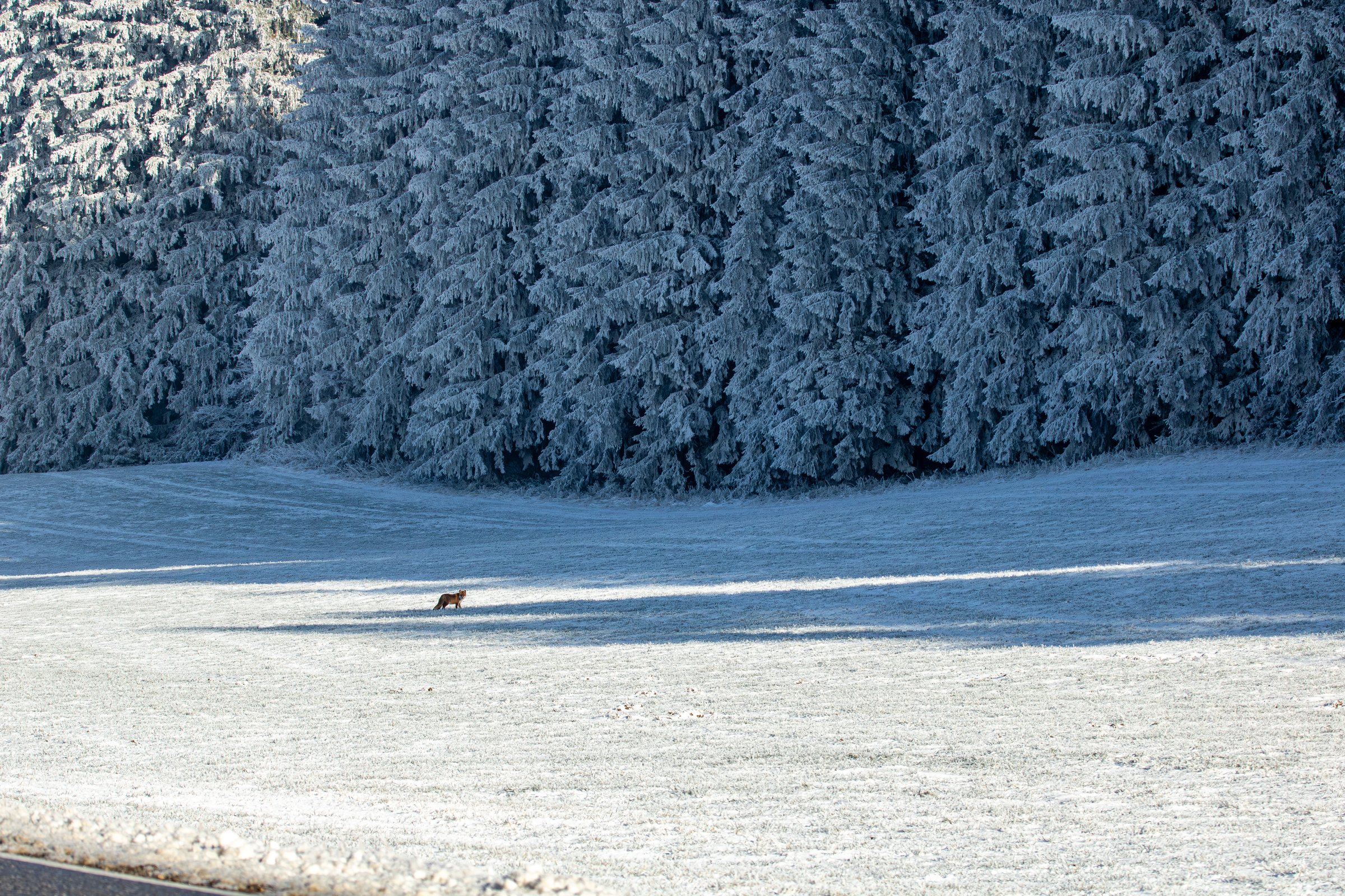 Verschneiter Winterwald